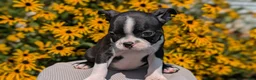 Boston Terrier dogs for sale: Teddy - Ad 7
