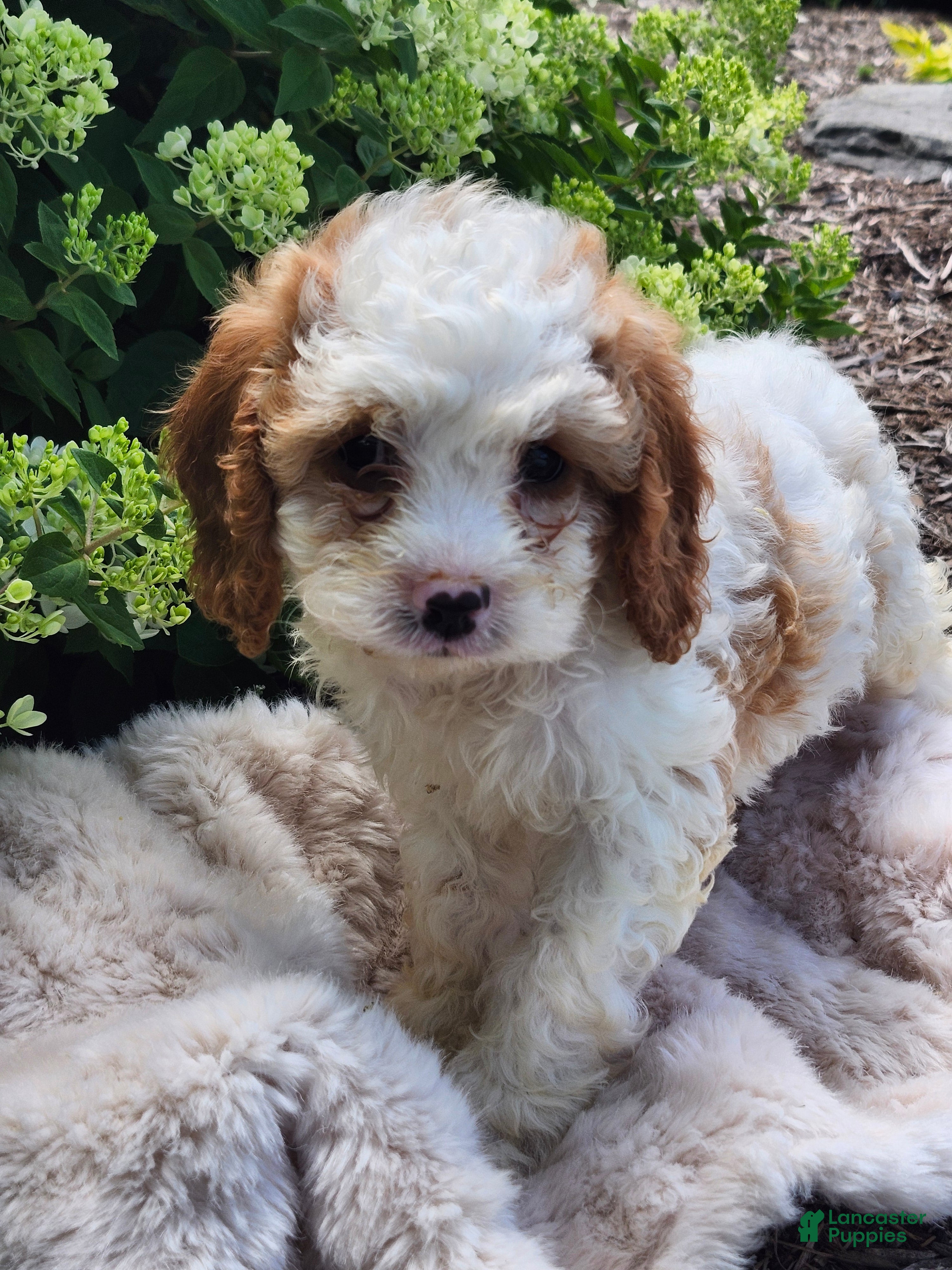 Cavapoo dogs Valentine - Ad 2