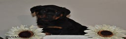 Rottweiler dogs for sale: Evan - Ad 2