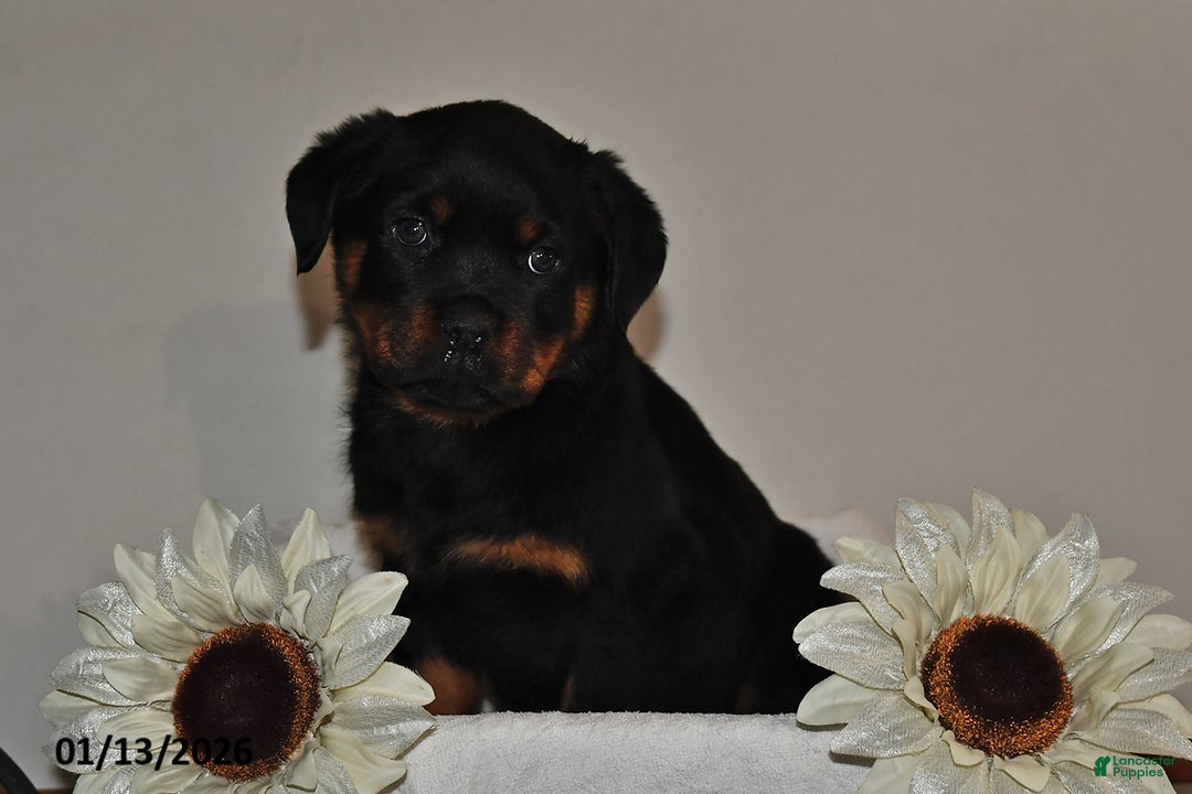 Rottweiler dogs for sale: Evan - Ad 2