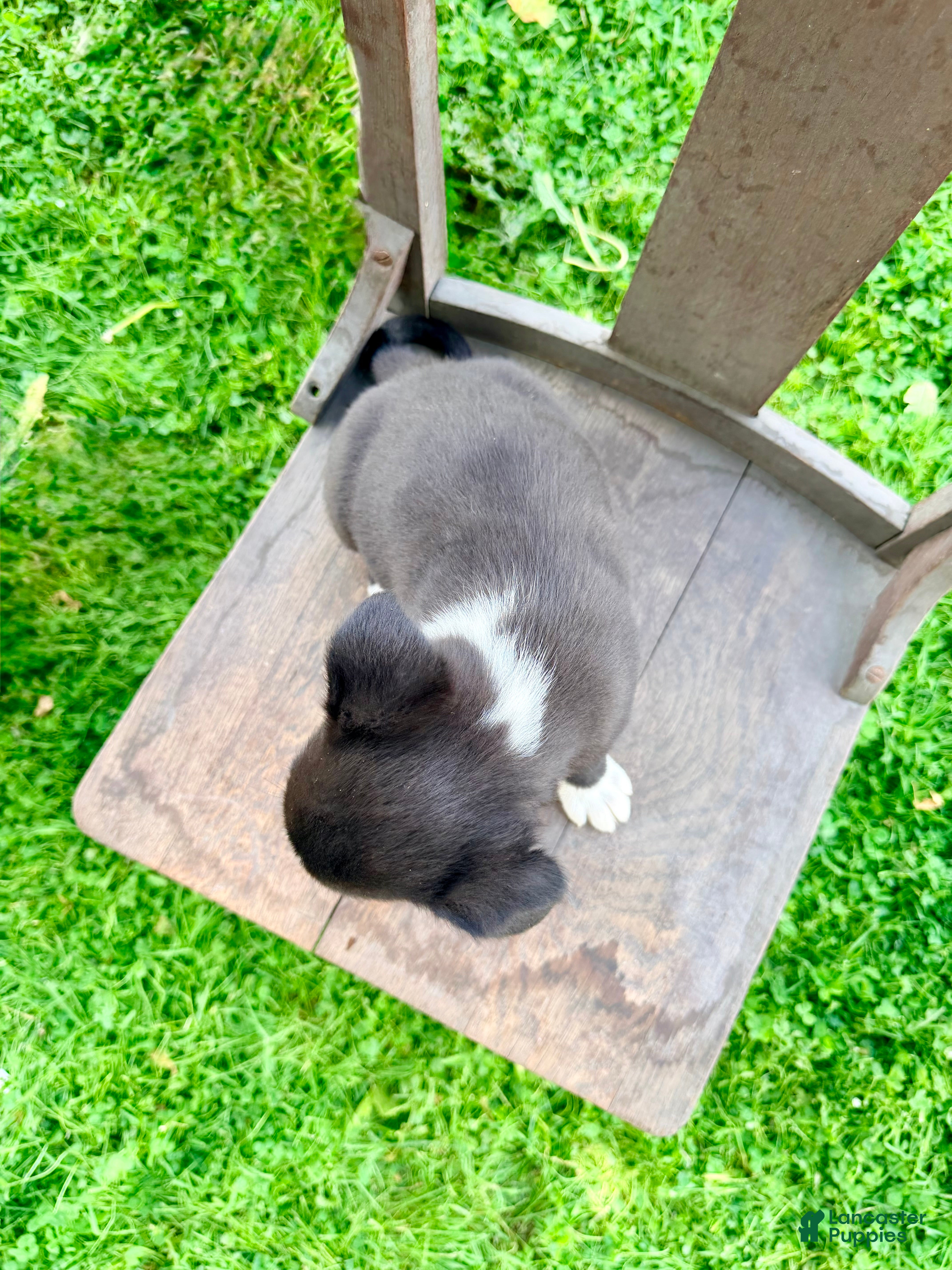Border Collie dogs Bandit - Ad 2