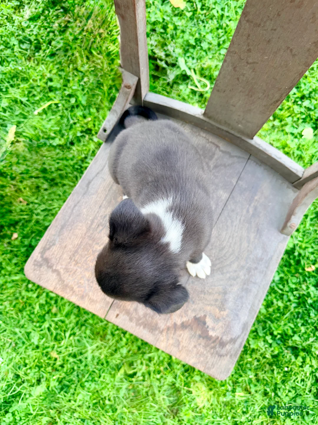 Border Collie dogs for sale: Bandit - Ad 2