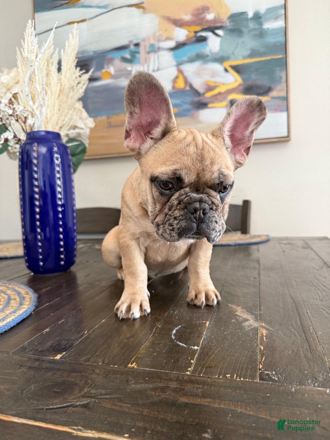 French Bulldog dogs for sale: French Bulldog  - Ad 10
