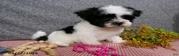Havanese dogs for sale: Cookie - Ad 3