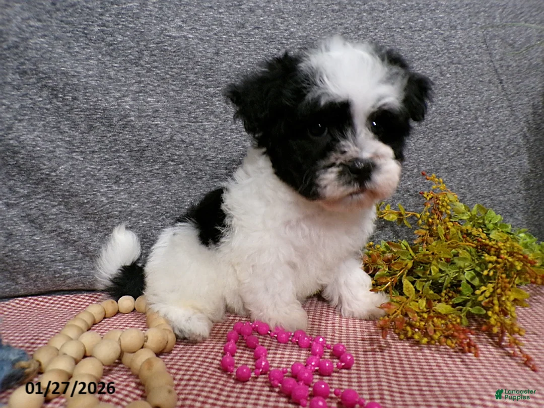Havanese dogs for sale: Cookie - Ad 3