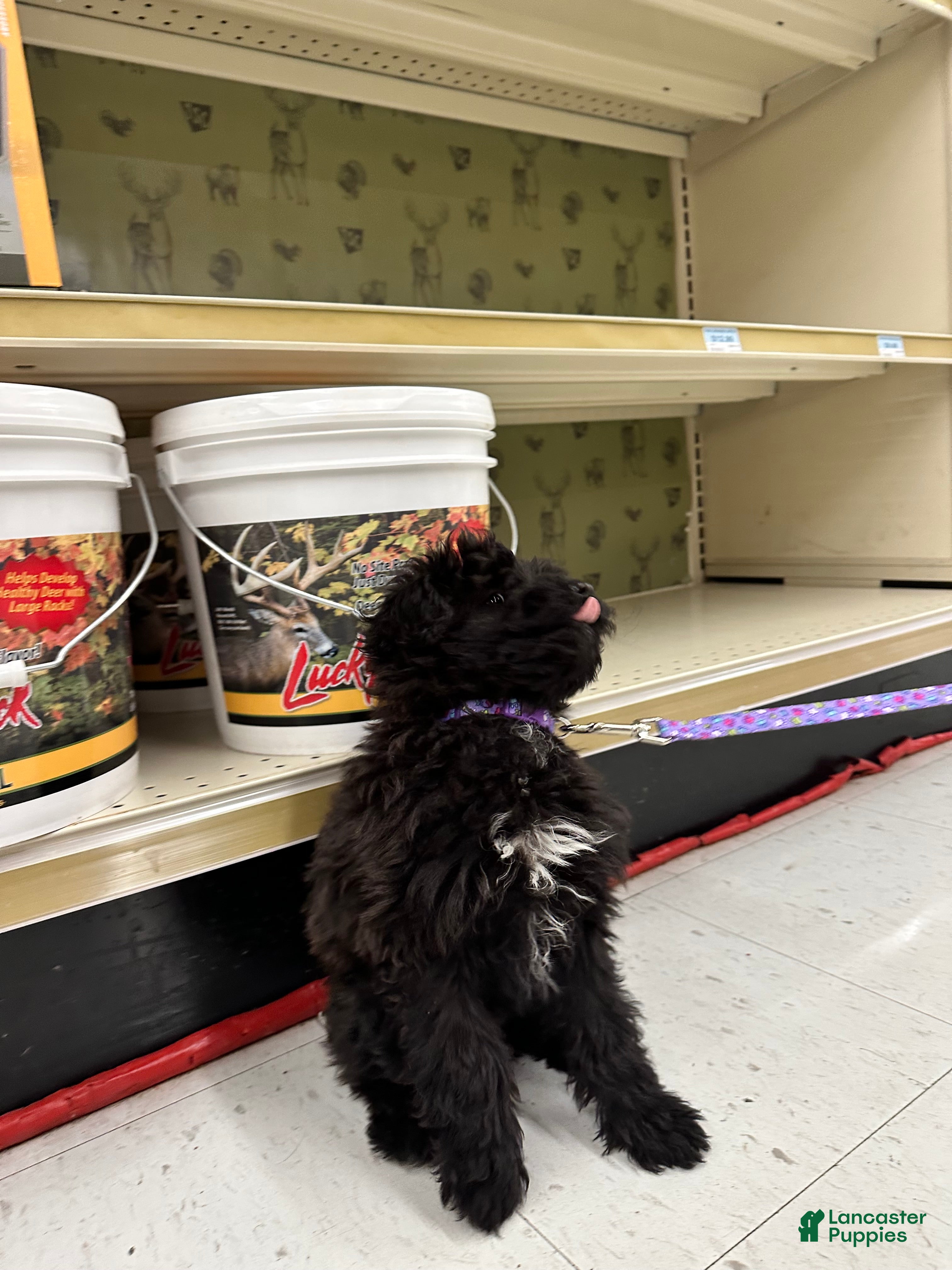 Sheltiedoodle dogs Sheltiedoodle Puppy 2 - Ad 5