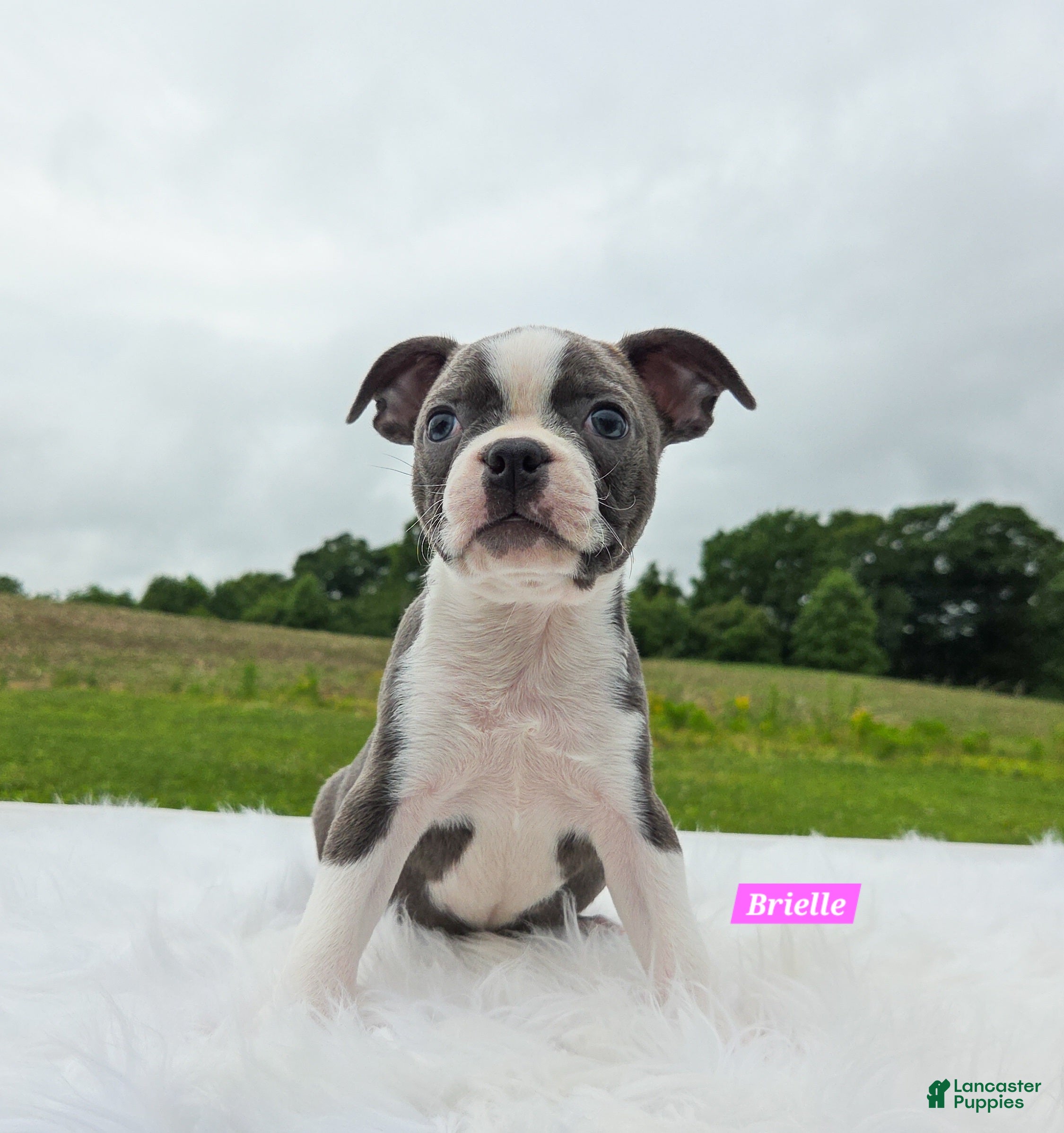Boston Terrier dogs Brielle  - Ad 1