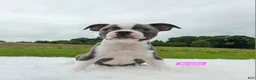 Boston Terrier dogs for sale: Brielle  - Ad 1