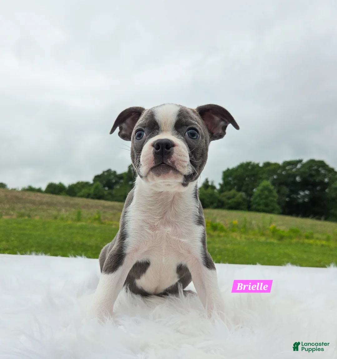 Boston Terrier dogs for sale: Brielle  - Ad 1