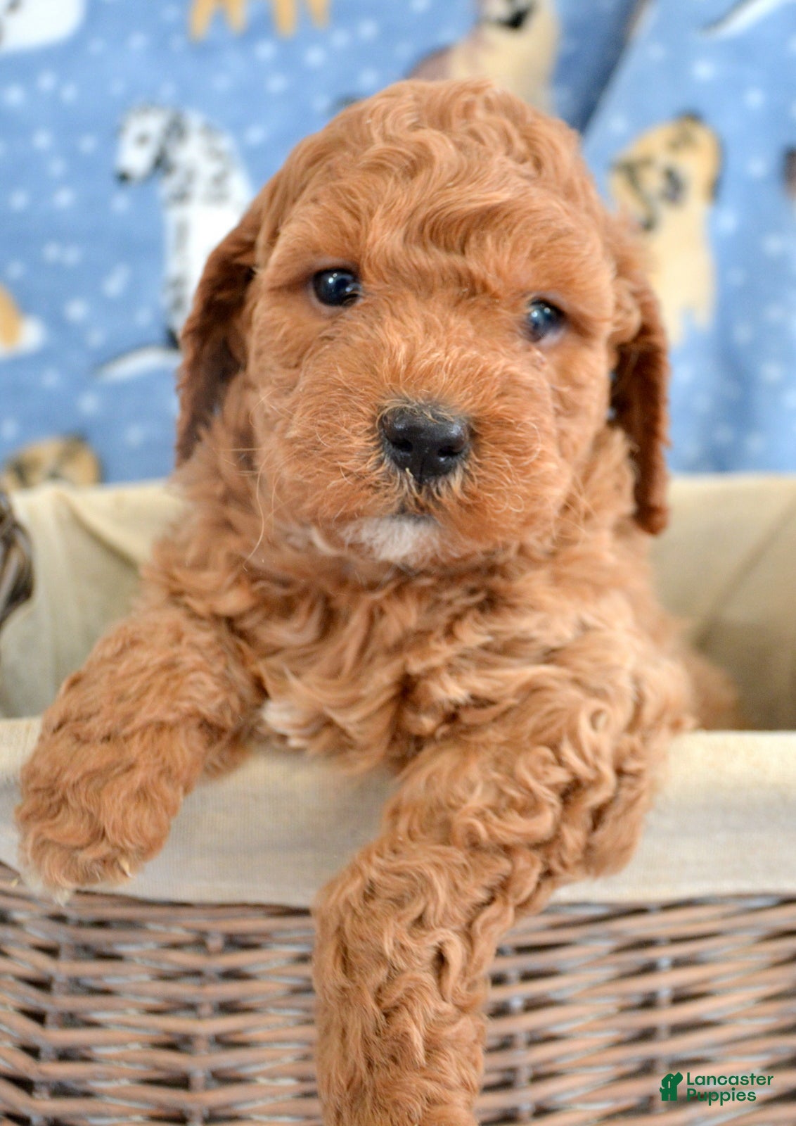Goldendoodle dogs Mini Goldendoodle Puppy 1 Eddie - Ad 42