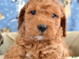 Goldendoodle dogs Mini Goldendoodle Puppy 1 Eddie - Ad 42