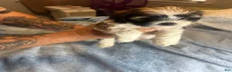 Teddy Bear dogs for sale: Cisco - Ad 7