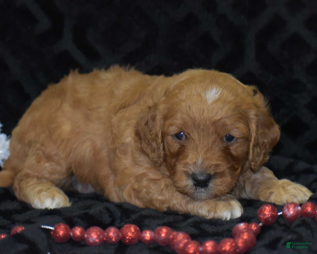 Mini Goldendoodle dogs for sale: Gregy - Ad 11