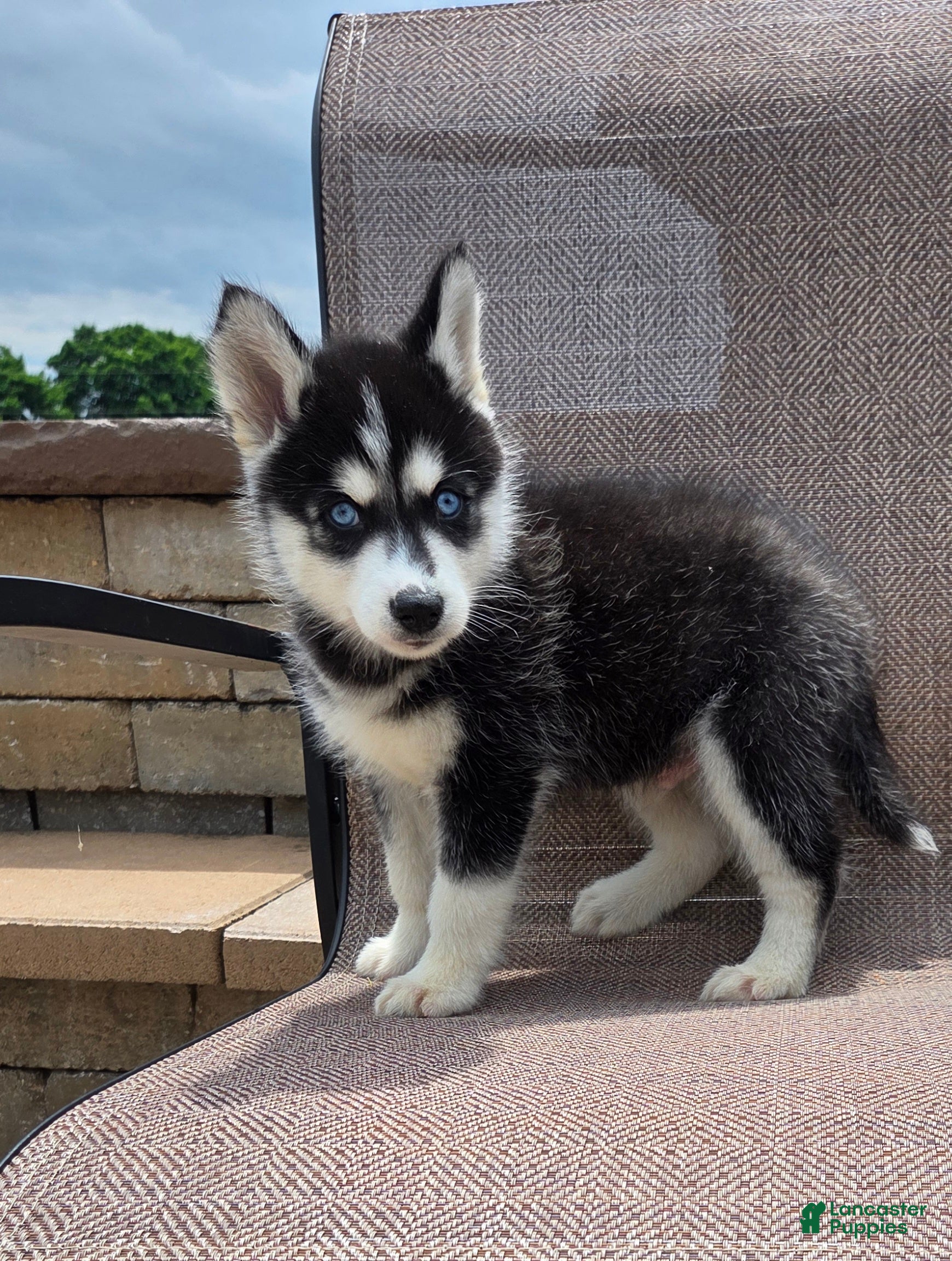 Siberian Husky dogs Echo - Ad 1
