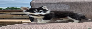 Echo
