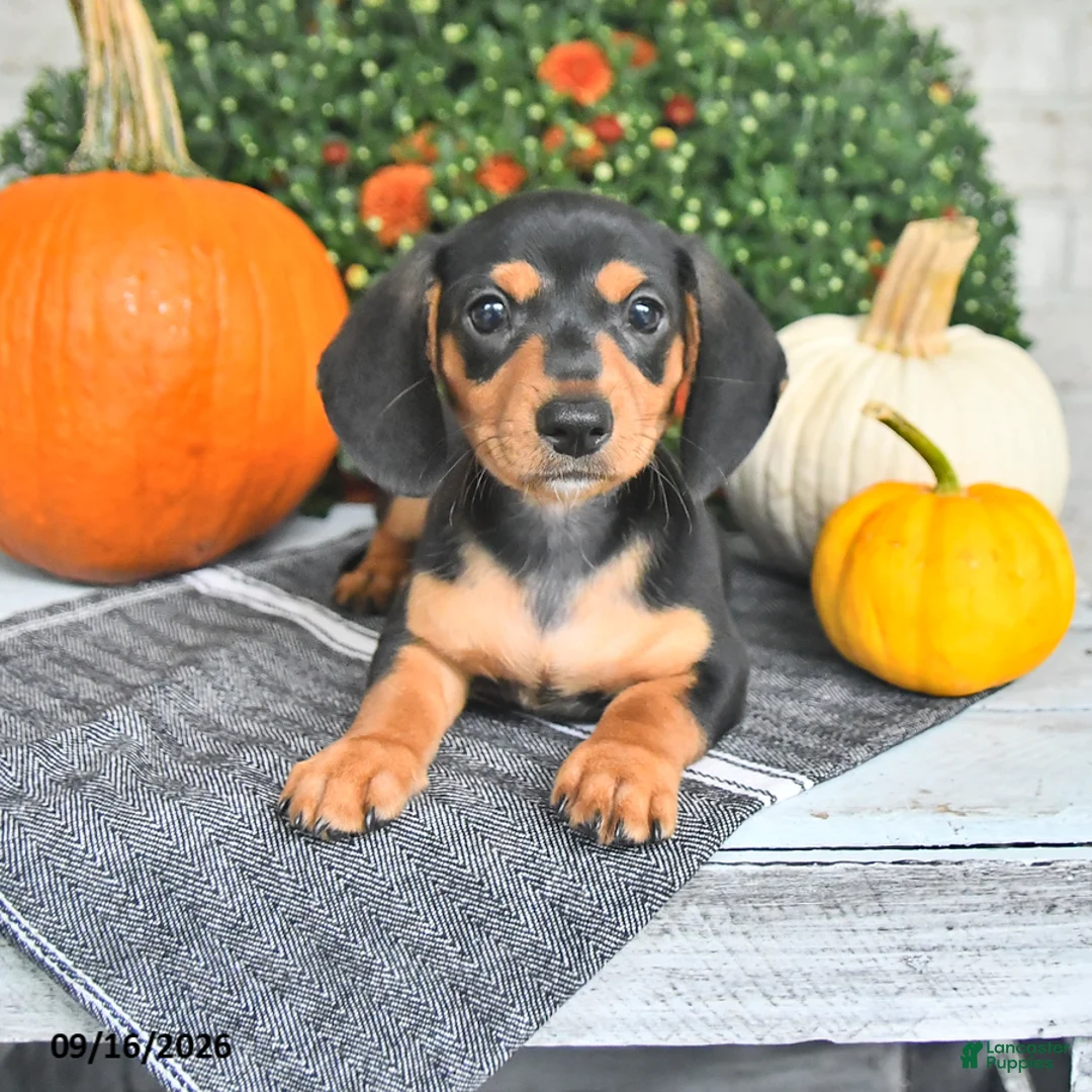 Miniature Dachshund dogs for sale: Parker - Ad 1