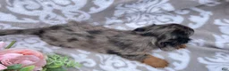 Miniature Dachshund dogs for sale: Flash - Ad 9