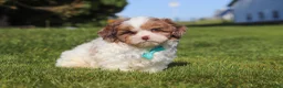 Shihpoo dogs for sale: Thomas - Ad 4
