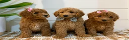 Mini Goldendoodle dogs for sale: Peach Collar 🐾🧡 - Ad 6