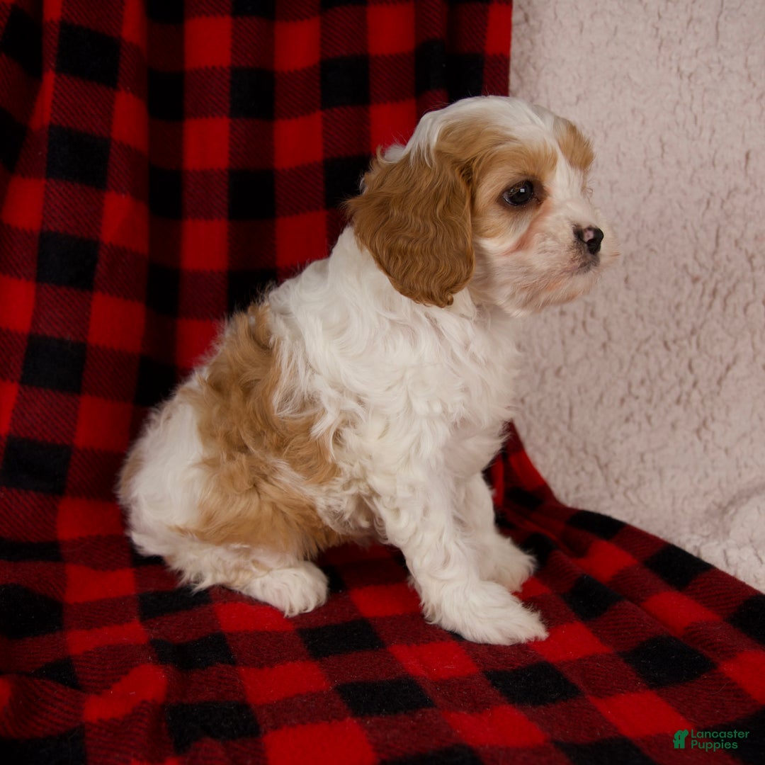 Cavapoo dogs for sale: Sadie - Ad 4