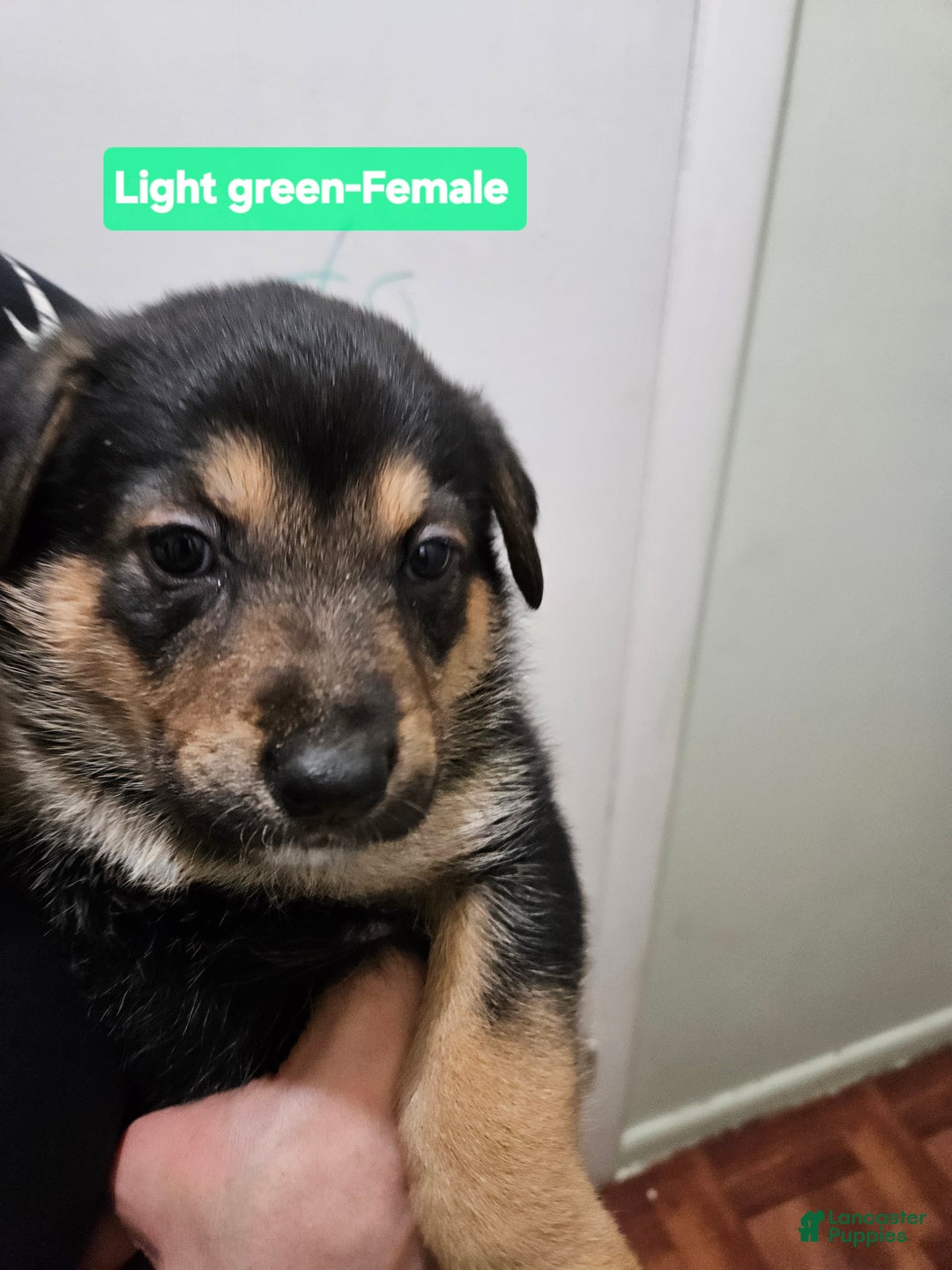 Mixed Breed dogs for sale:  Puppy 9 Light Green  - Ad 3