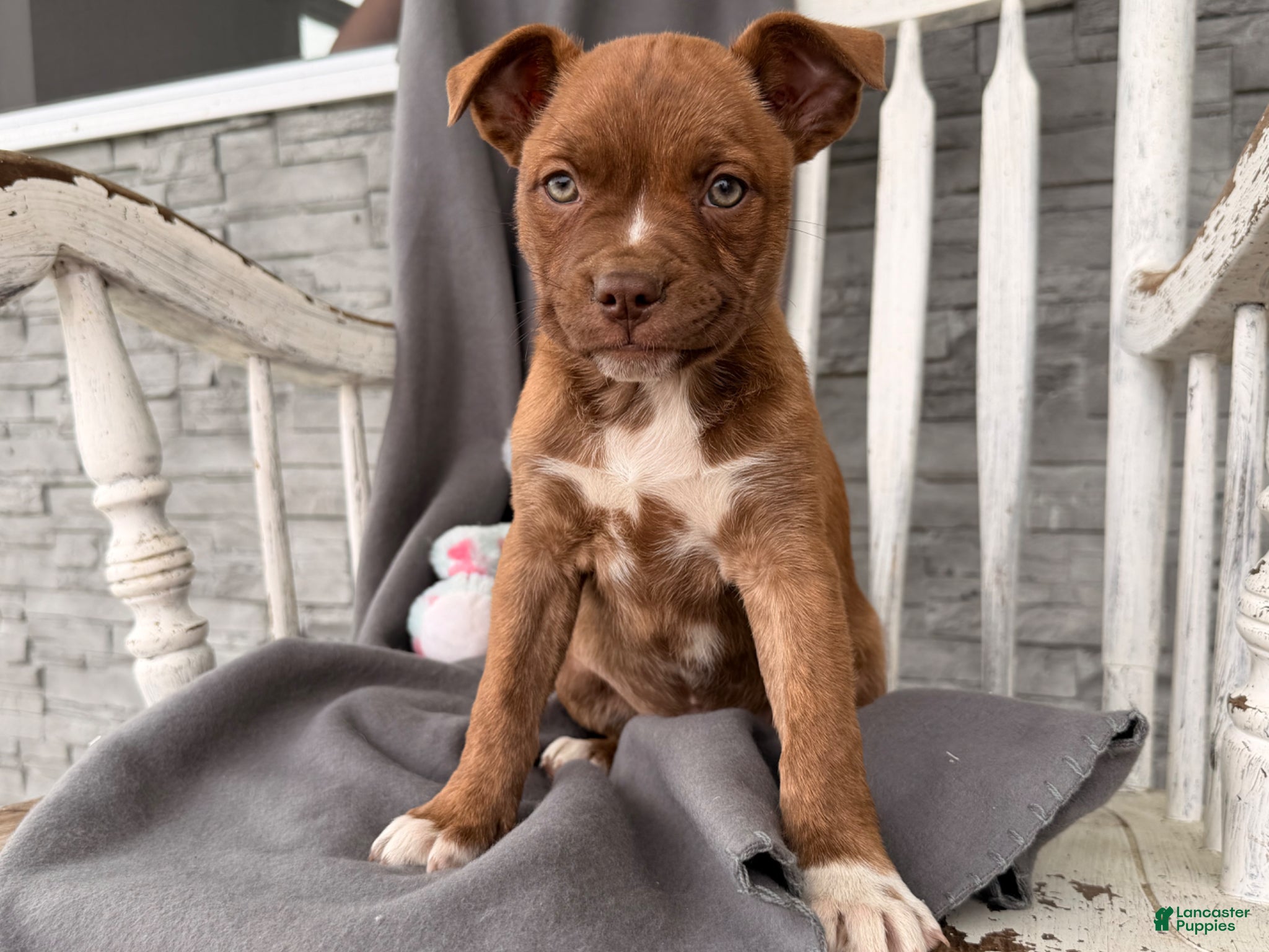 Mixed Breed dogs Charity  - Ad 1