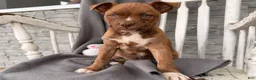 Mixed Breed dogs for sale: Charity  - Ad 1
