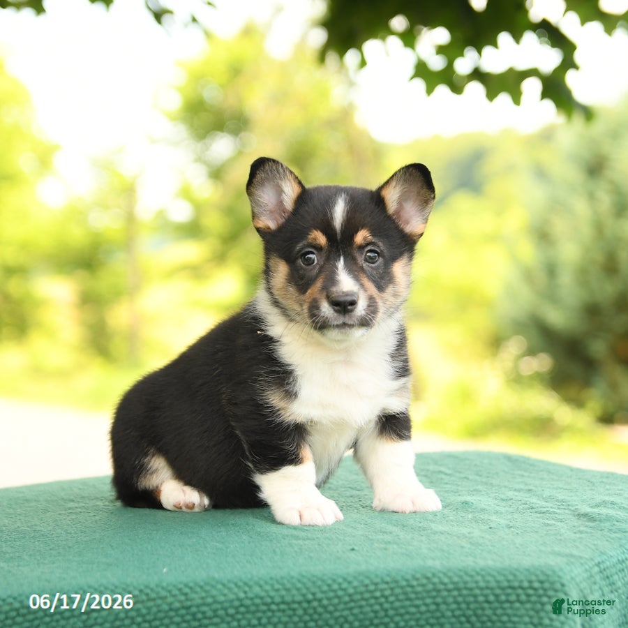 Welsh Corgi Pembroke dogs Jasmine - Ad 1