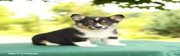 Welsh Corgi Pembroke dogs for sale: Jasmine - Ad 1