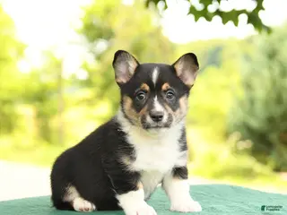 Welsh Corgi Pembroke dogs for sale: Jasmine - Ad 1