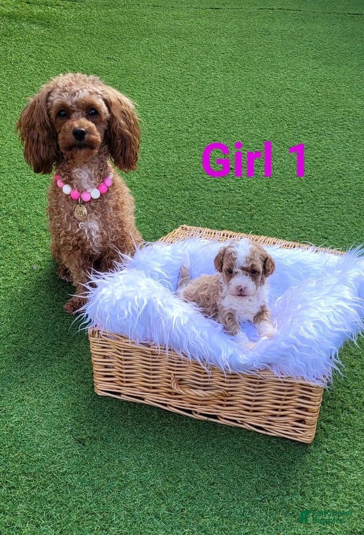 Toy Poodle dogs Bella - Ad 37