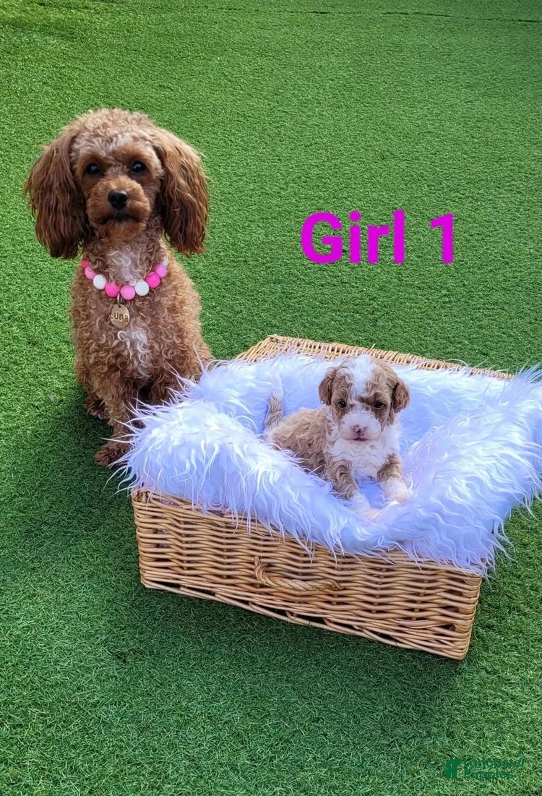 Toy Poodle dogs for sale: Bella - Ad 1