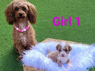 Toy Poodle dogs Bella - Ad 37
