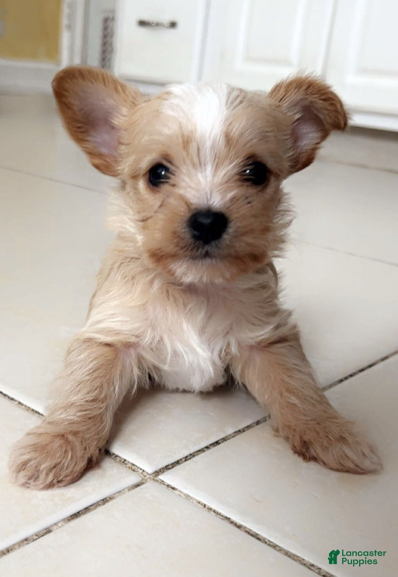 Yorkshire Terrier dogs Yorkshire Terrier 1 - Ad 14