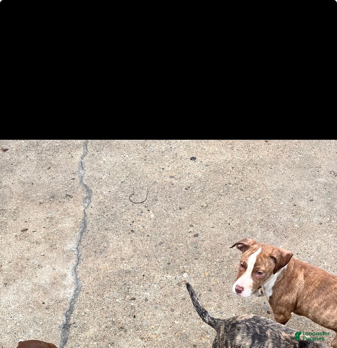 Staffordshire Bull Terrier dogs for sale: Staffordshire Bull Terrier Puppy 4 - Ad 1