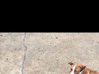 Staffordshire Bull Terrier dogs Staffordshire Bull Terrier Puppy 4 - Ad 12