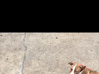 Staffordshire Bull Terrier dogs Staffordshire Bull Terrier Puppy 4 - Ad 8