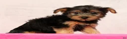 Yorkshire Terrier dogs for sale: Nellie - Ad 3