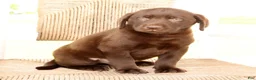 Labrador Retriever dogs for sale: Diesel - Ad 8