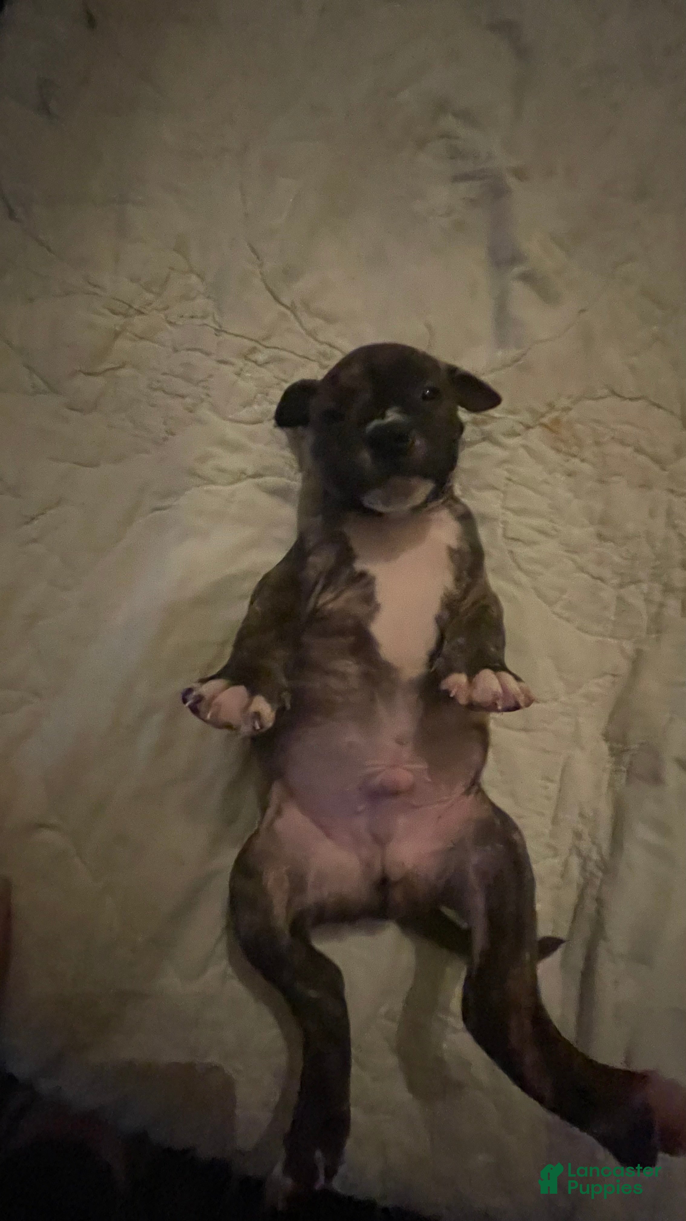 Mixed Breed dogs for sale: Mixed Breed 7 - Ad 2