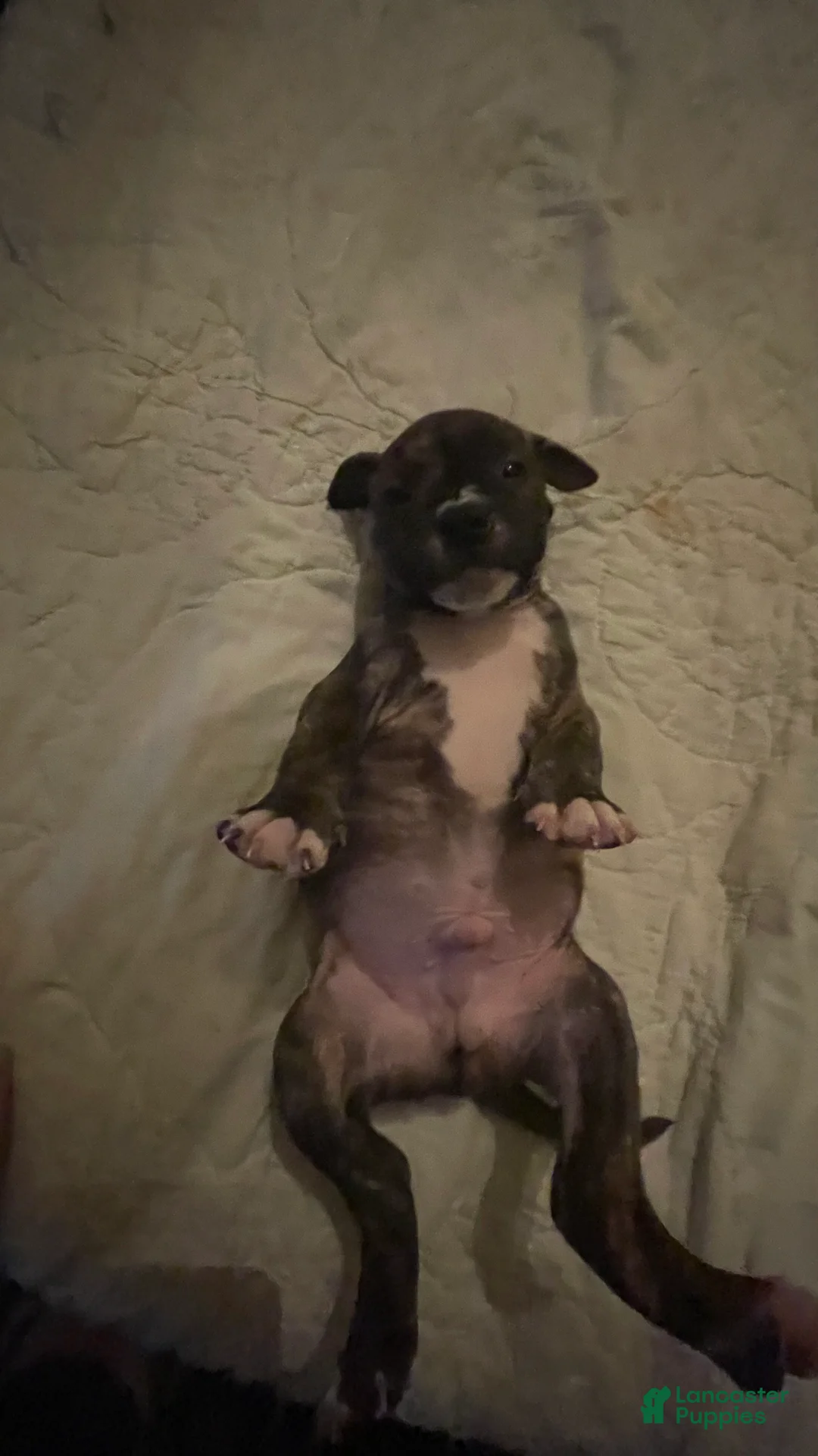 Mixed Breed dogs for sale: Mixed Breed 7 - Ad 1