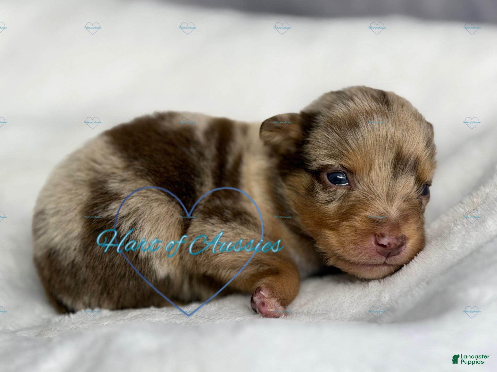 Australian Shepherd dogs Australian Shepherd Puppy 1 - Ad 33