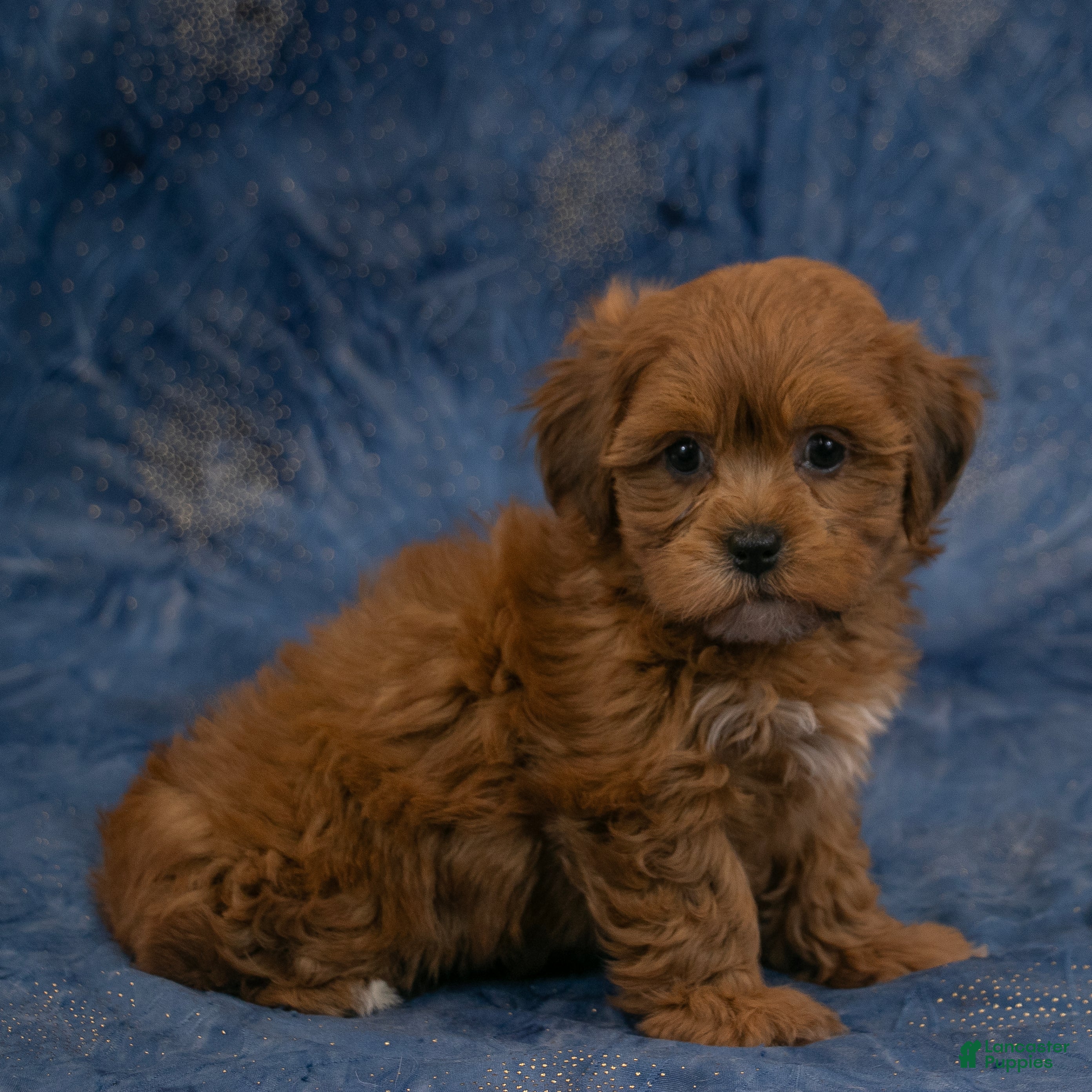 Havapoo dogs Grace - Ad 2