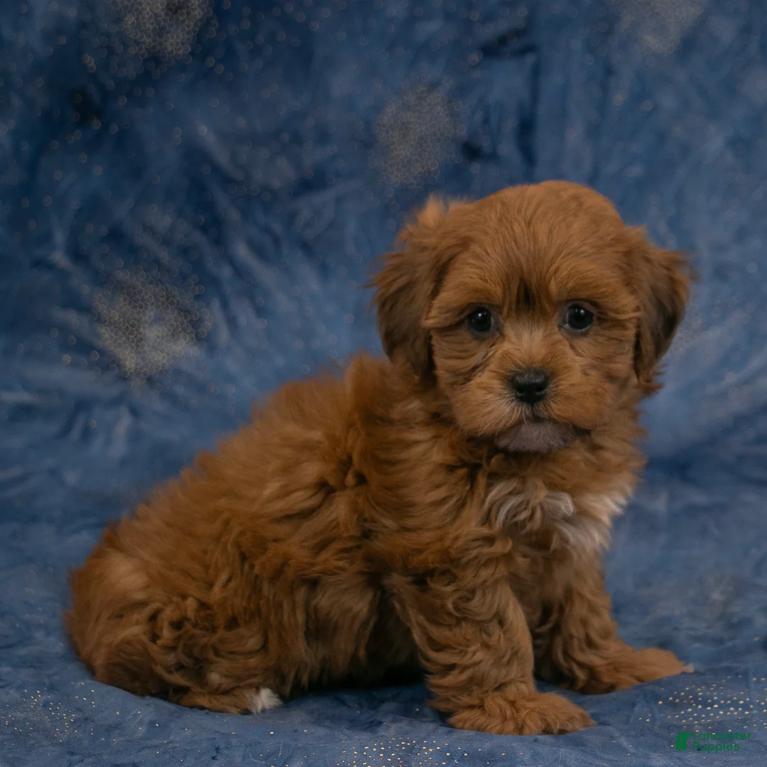 Havapoo dogs for sale: Grace - Ad 2