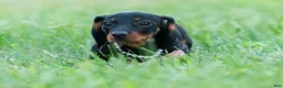 Miniature Dachshund dogs for sale: fifi - Ad 5