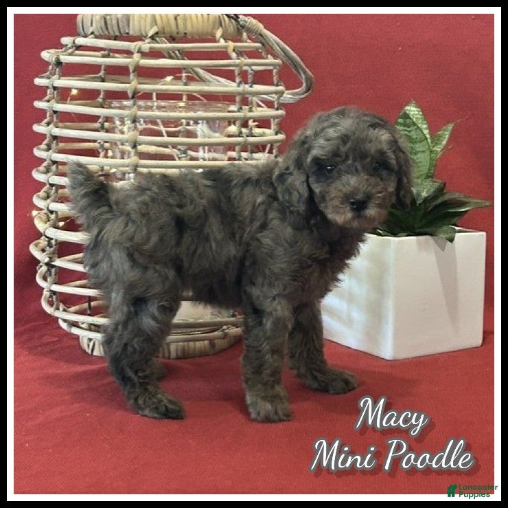 Miniature Poodle dogs Macy - Ad 1
