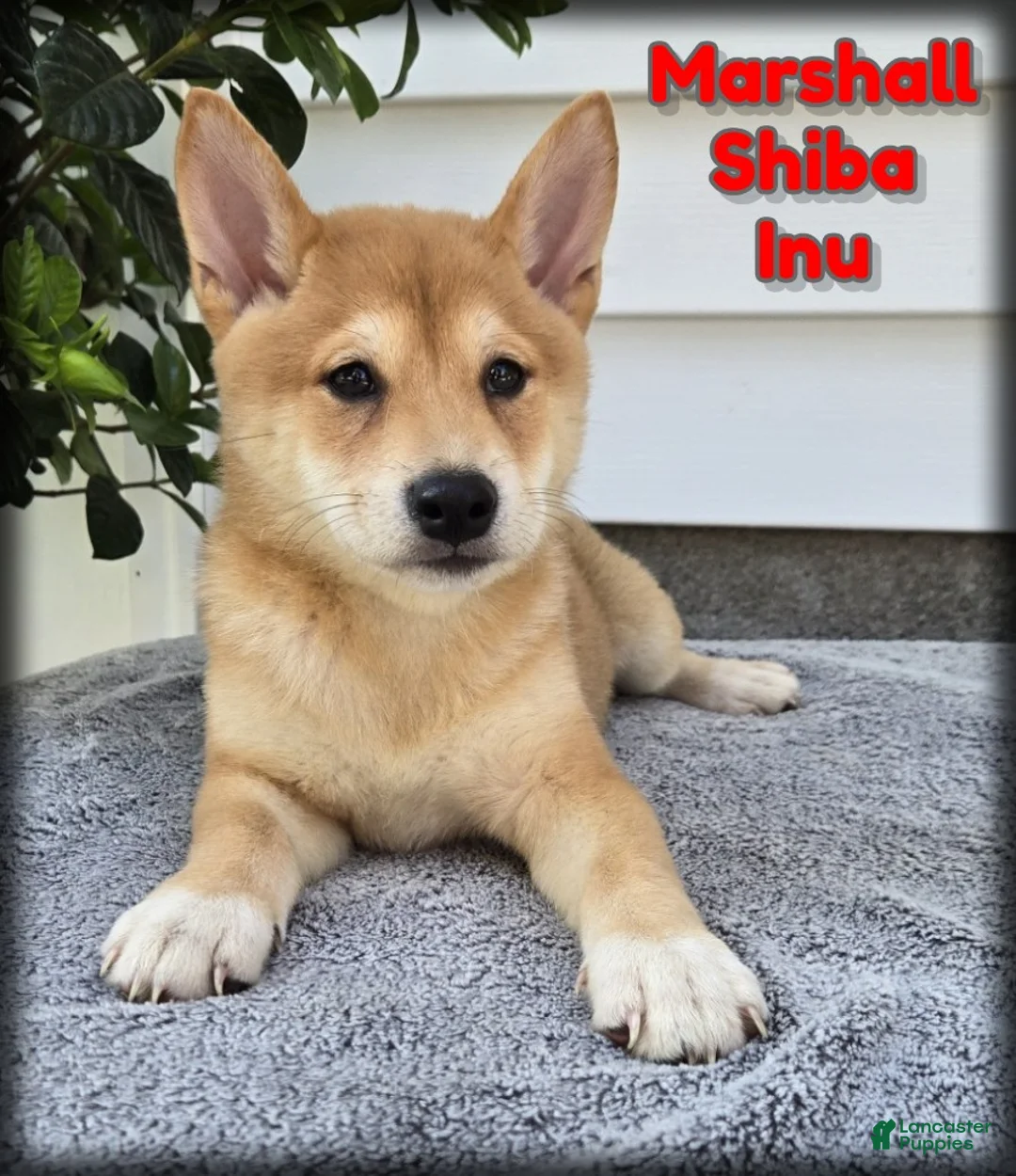 Shiba Inu dogs for sale: Marshall - Ad 1