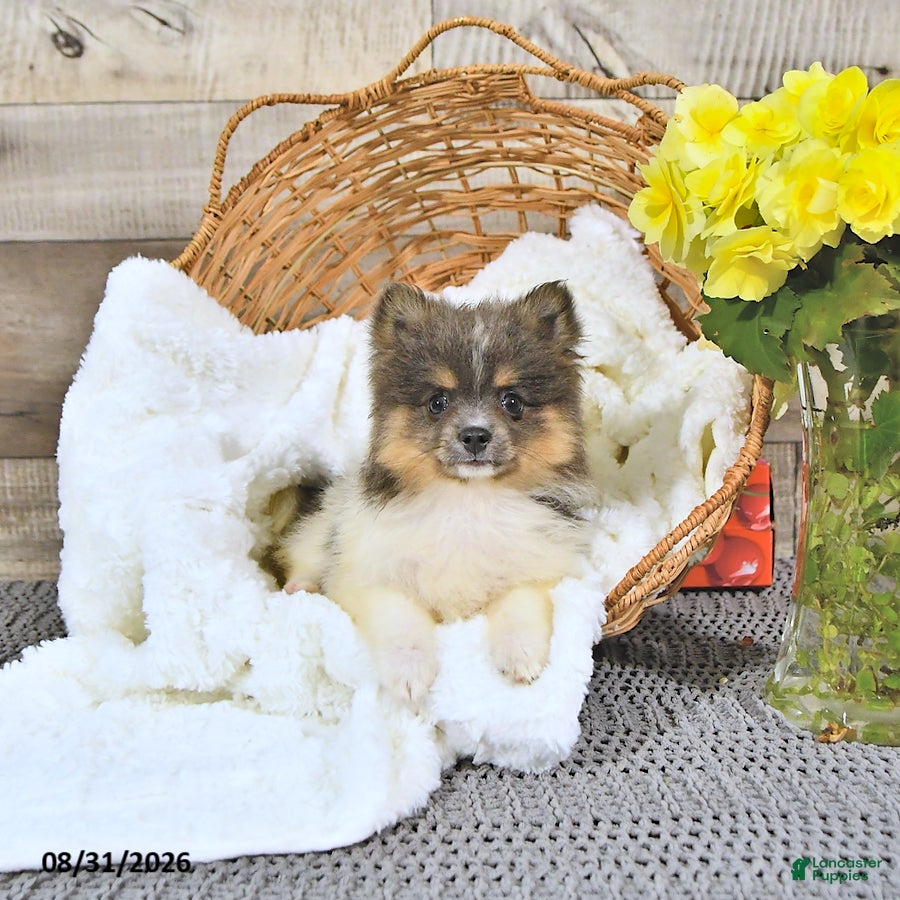 Pomeranian dogs Lori - Ad 1