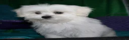 Shihpoo dogs for sale: Shiloh - Ad 7