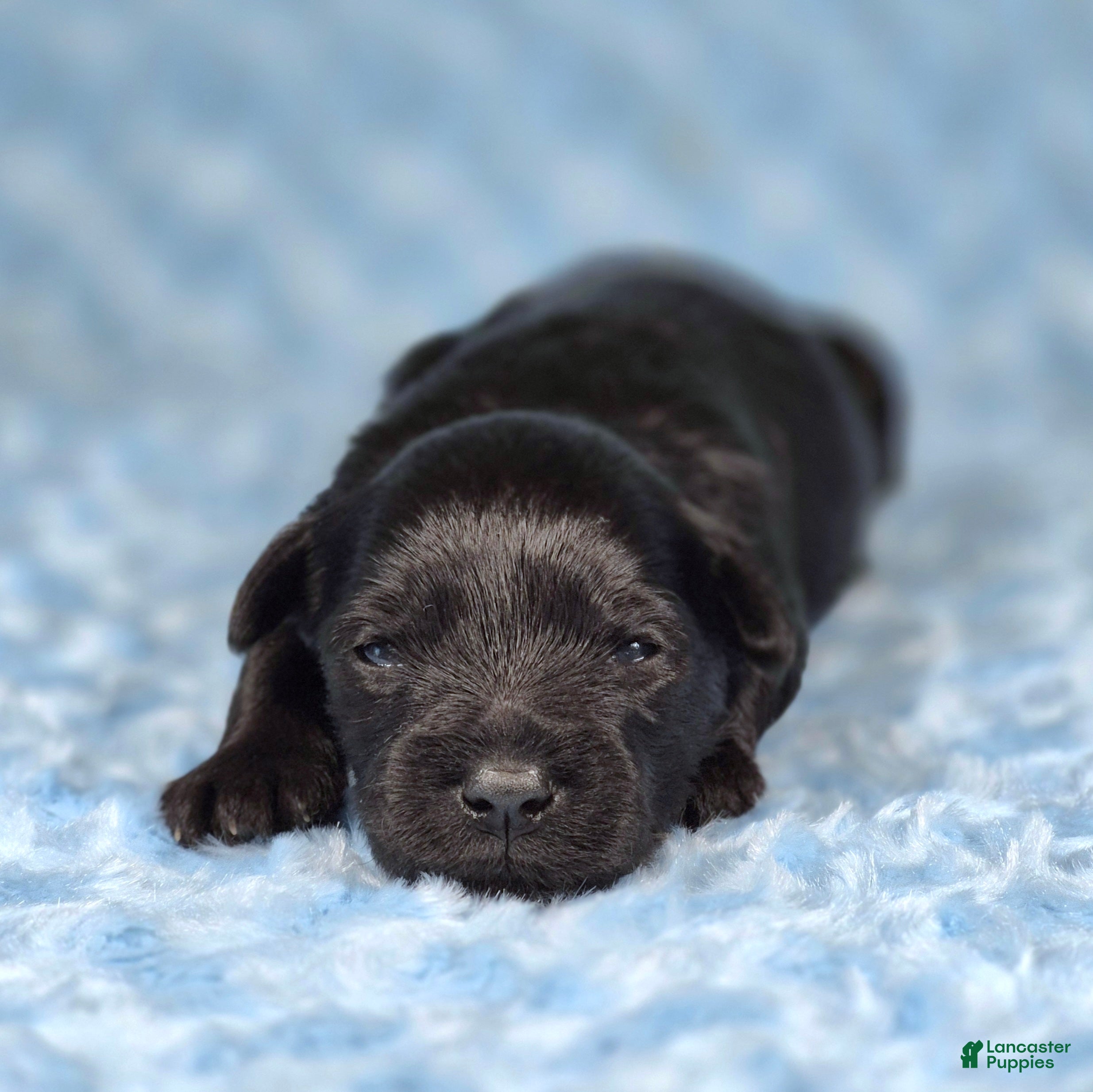 Miniature Schnauzer dogs Ziggy - Ad 1
